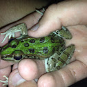 Southern leopard frog