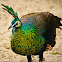 Green Peafowl