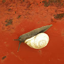 Snail
