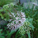 Hemp-agrimony