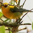 Prothonotary warbler