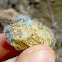 Fungus