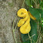 Serpiente Oropel de Pestañas