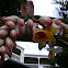 shell flower