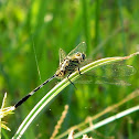 Green Marsh Hawk