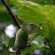 Pedunculate oak