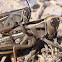 Langosta egipcia, saltamontes. Grasshopper