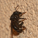 Stingless Bee