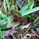 Common Bird-orchid