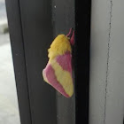 Rosy Maple Moth