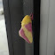 Rosy Maple Moth