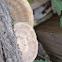 Shelf Fungus