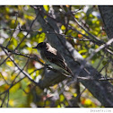Eastern Phoebe