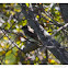 Eastern Phoebe