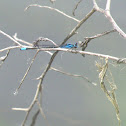 Skimming Bluet