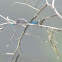 Skimming Bluet
