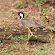 Red-wattled Lapwing