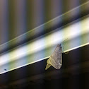Fall Cankerworm Moth