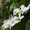 Moon Orchid