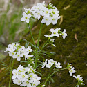 Cuckoo Flower or Lady's Smock