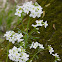 Cuckoo Flower or Lady's Smock