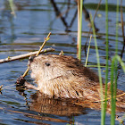 Muskrat