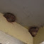 Barn Swallow