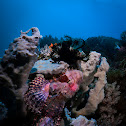 Scorpion fish