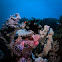 Scorpion fish