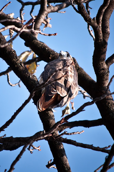 Spotting Image 1