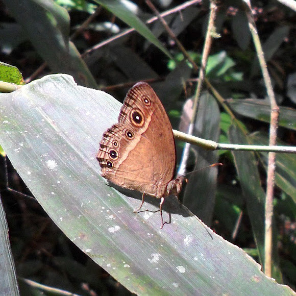 Spotting Image 1