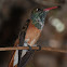 Amazilia Hummingbird