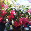 Christmas cactus