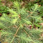 Colorado Blue Spruce Tree