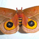 Io Moth 2