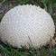 Puffball