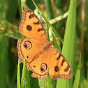 The Peacock Pansy