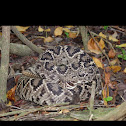 Eastern diamondback rattlesnake