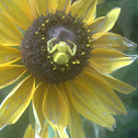 Yellow Crab Spider