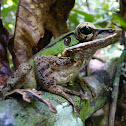 Unidentified Tree Frog