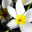 Plumeria (which variety?)