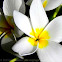 Plumeria (which variety?)
