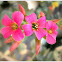 Kalanchoe.