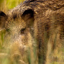 Wild Boar