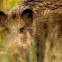 Wild Boar