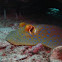 Blue Spotted Ribbontail Ray