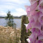 Common Foxglove