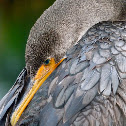 Double crested cormorant