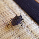 Brown marmorated stink bug