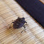 Brown marmorated stink bug